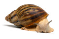 Archachatina marginata ovum typ 1 leucistic adult